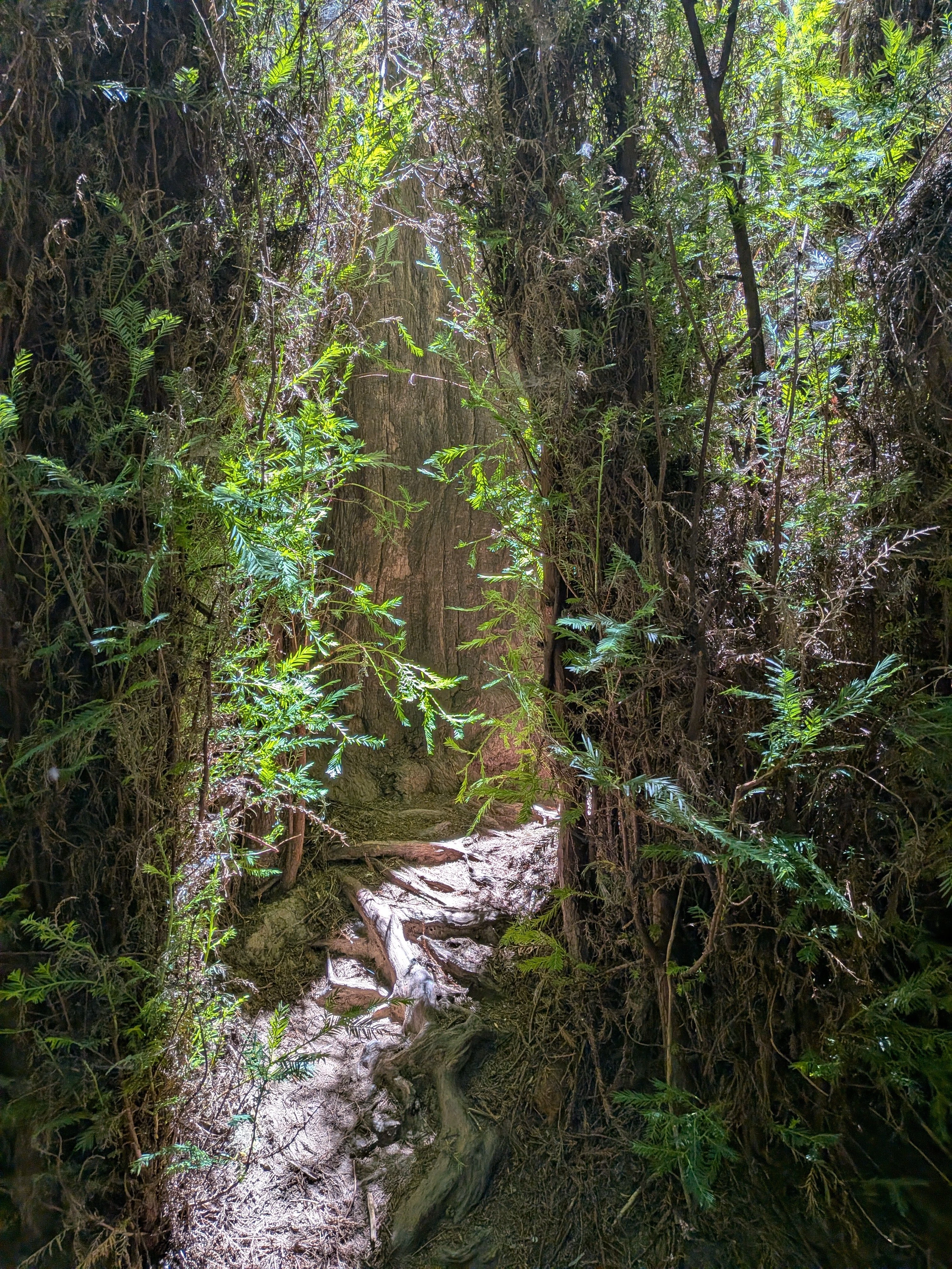 A narrow forest trail winds through towering moss-covered trees in a dense woodland, with dappled sunlight filtering through the canopy above and ferns lining both sides of the rocky path.