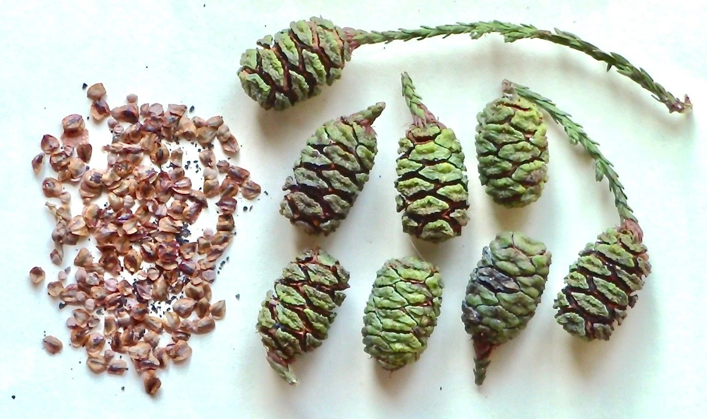 Conifer cones and seeds displayed on white surface. Left side shows scattered brown seeds separated from their cone. Right side shows six intact green and brown cones of varying sizes, with a single conifer branch visible at top.