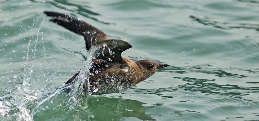 Bird diving and splashing through turquoise water, with water droplets spraying around them as they move through the surface.