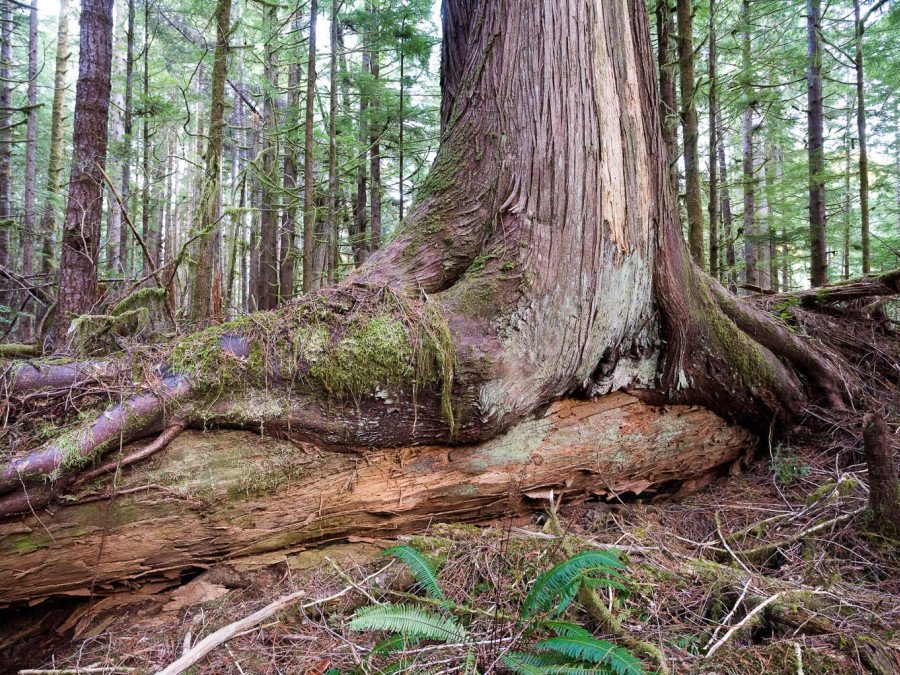 Ancient redwood forest with massive tree trunk in center, moss-covered logs scattered across forest floor, dense canopy of green foliage overhead, and ferns growing among fallen wood debris.