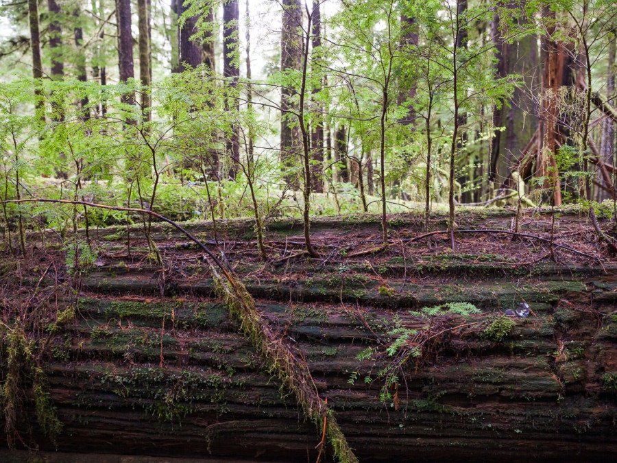 Dense forest with tall evergreen and deciduous trees, moss-covered fallen logs in foreground, young saplings and green undergrowth, dappled sunlight filtering through canopy.