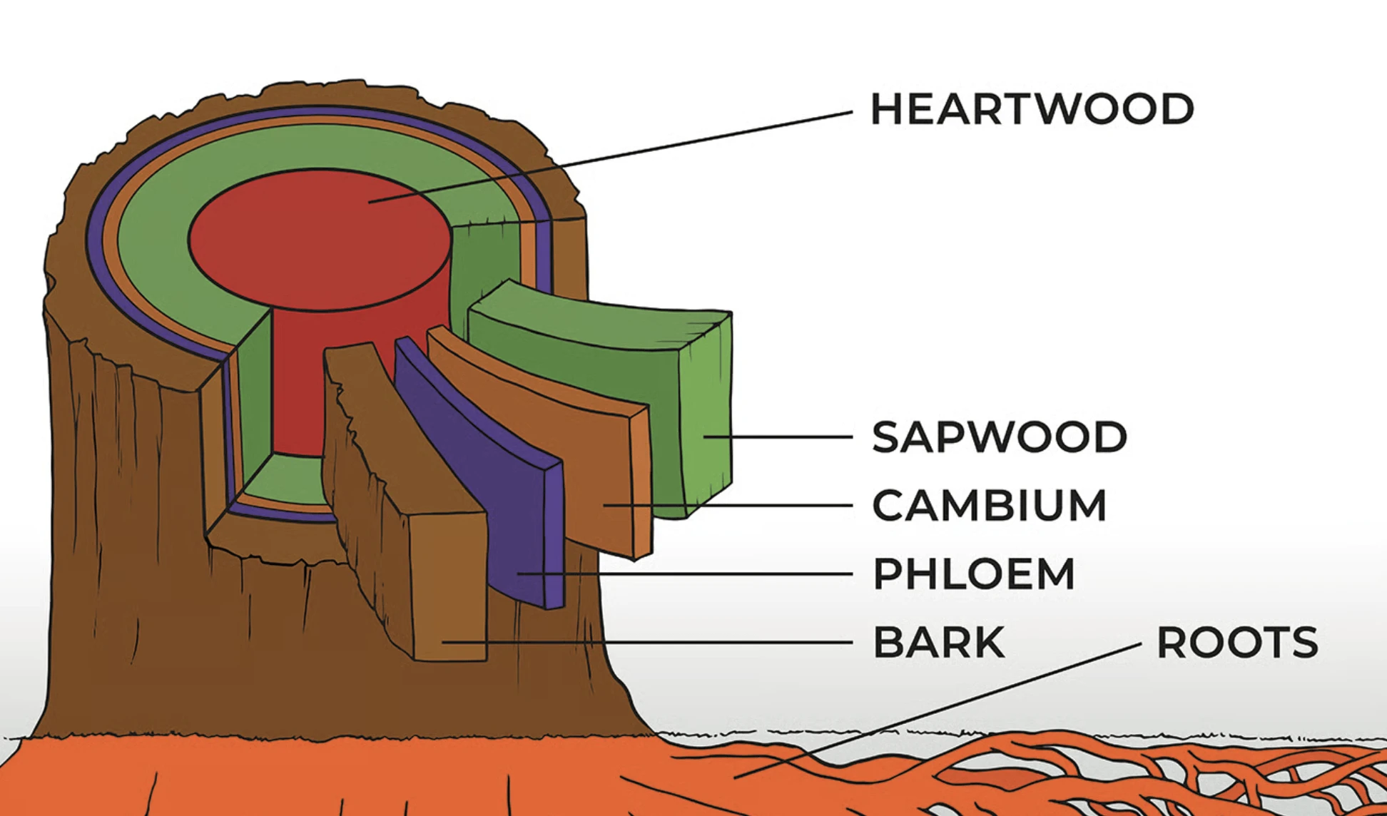 Labeled cross-section diagram of a tree trunk and roots showing the internal structure, including heartwood (red center), sapwood (green layer), cambium (thin purple layer), phloem (dark purple layer), bark (brown outer layer), and roots extending into the ground below.