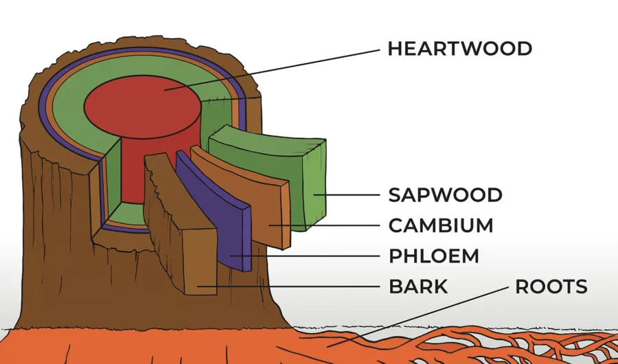 Labeled cross-section diagram of a tree trunk and roots showing the internal structure, including heartwood (red center), sapwood (green layer), cambium (thin purple layer), phloem (dark purple layer), bark (brown outer layer), and roots extending into the ground below.