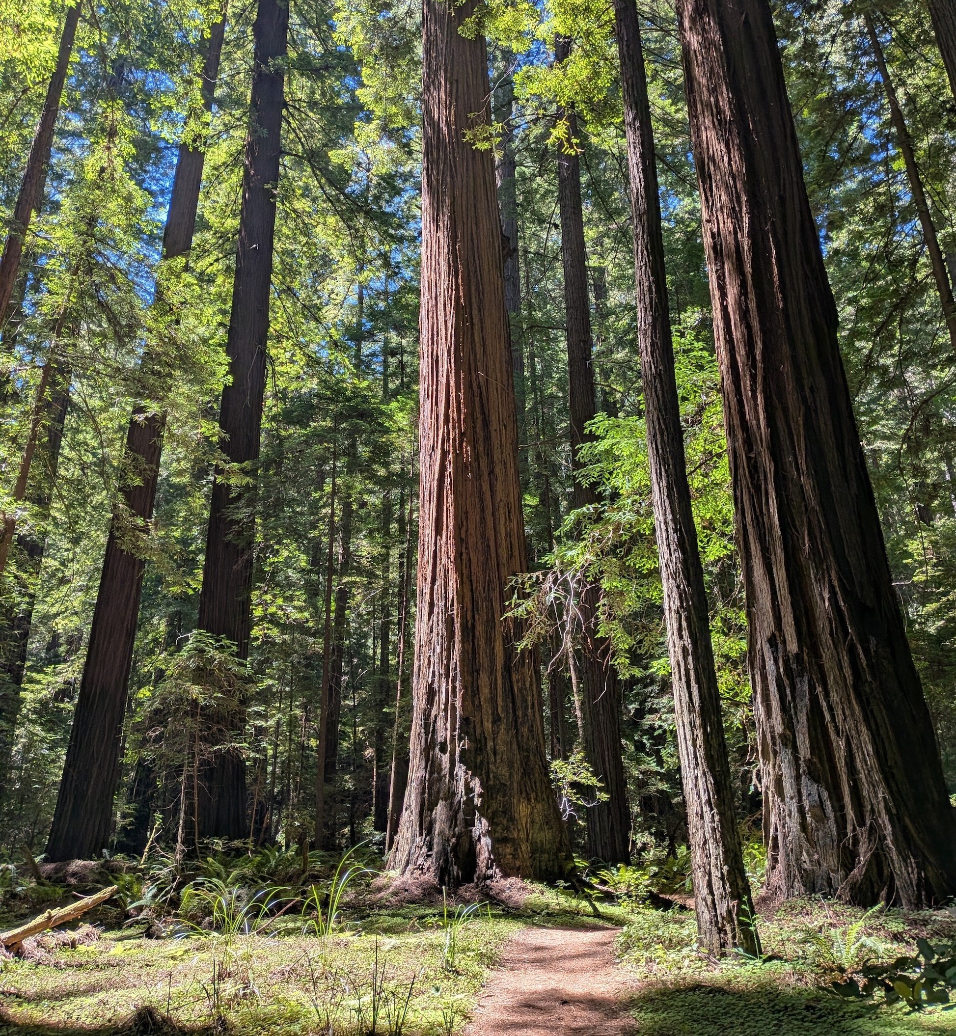 Towering coast redwoods frame a sunlit forest path, with massive dark trunks rising into a canopy of bright green foliage and blue sky. Ferns and undergrowth line the sandy trail below.