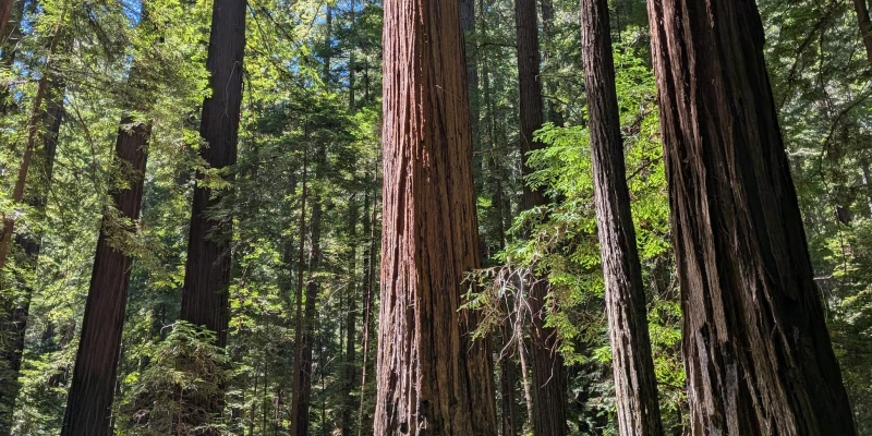 Towering coast redwoods frame a sunlit forest path, with massive dark trunks rising into a canopy of bright green foliage and blue sky. Ferns and undergrowth line the sandy trail below.