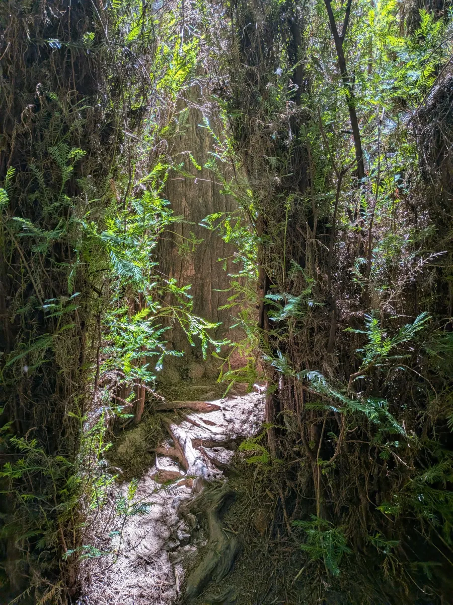 A narrow forest trail winds through towering moss-covered trees in a dense woodland, with dappled sunlight filtering through the canopy above and ferns lining both sides of the rocky path.