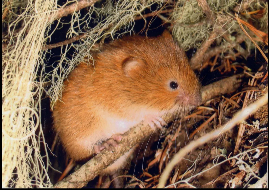 A reddish-brown guinea pig with white markings on its chest and belly, nestled among dried grass and hay, peering out from beneath wispy plant material.
