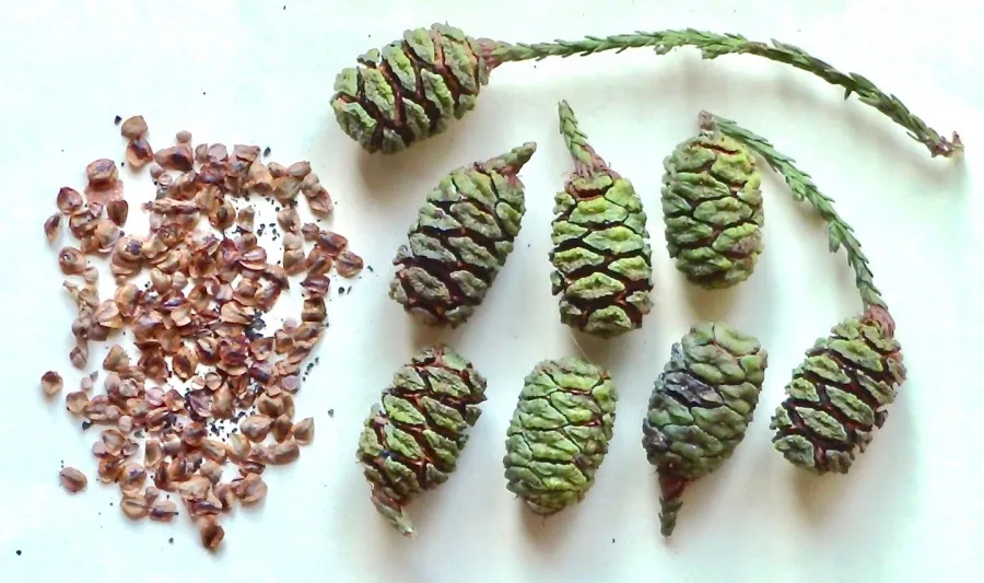 Conifer cones and seeds displayed on white surface. Left side shows scattered brown seeds separated from their cone. Right side shows six intact green and brown cones of varying sizes, with a single conifer branch visible at top.