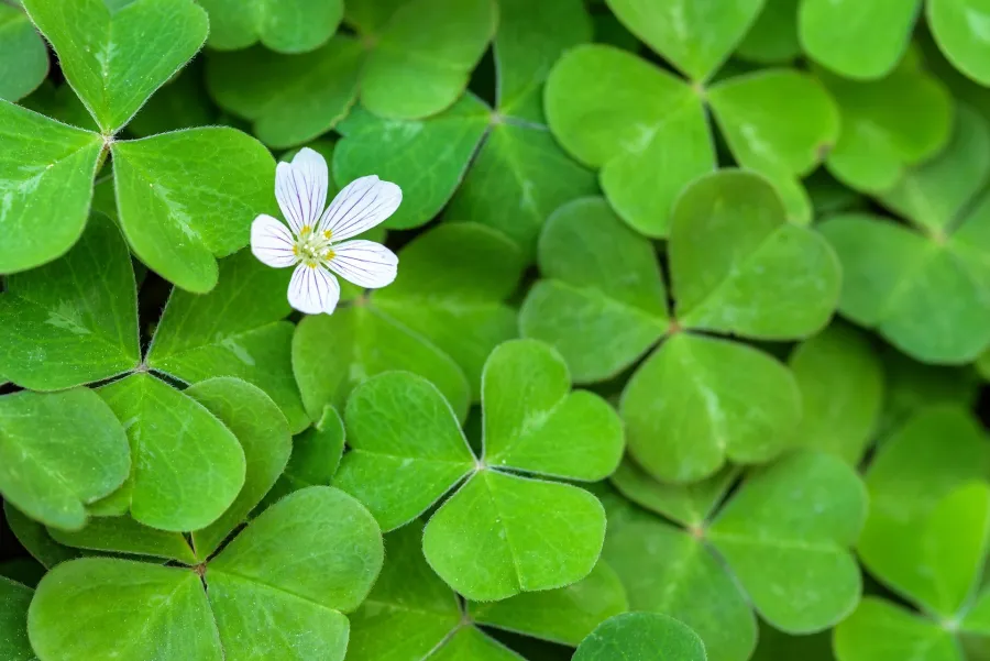 A delicate white flower with purple-veined petals blooms among vibrant green sorrell leaves with water droplets.