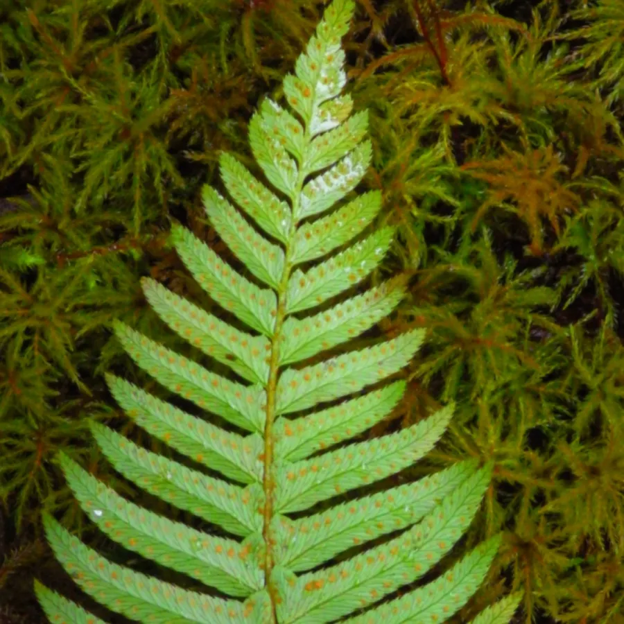 A bright green sword fern frond wit leaflets arranged symmetrically along a central rachis, displaying orange-brown sori (spore clusters) on the undersides. Soft, feathery moss surrounds the fern in the background.