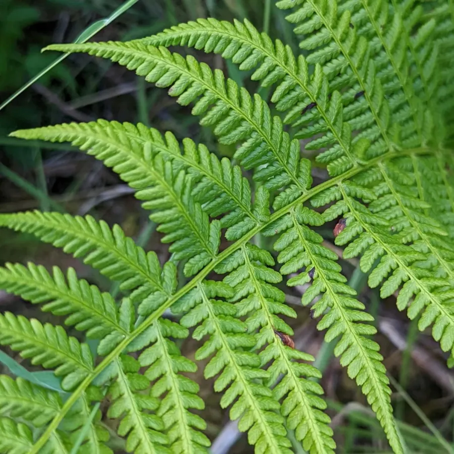 Bright green fern fronds with delicate, feathery leaflets arranged symmetrically along central stems.